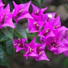 Bougainvillea Glabra